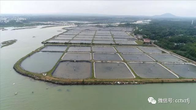 每日农经致富经养沙虫_养殖沙虫新技术视频_沙虫养殖能赚钱吗