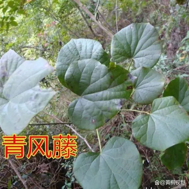 几个能致富的特种养殖项目_致富种植视频全集_致富特种种植