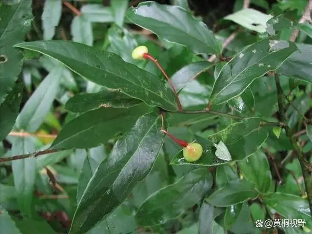 几个能致富的特种养殖项目_致富种植视频全集_致富特种种植