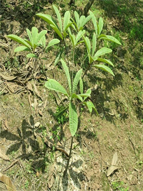 枇杷种植技术与管理