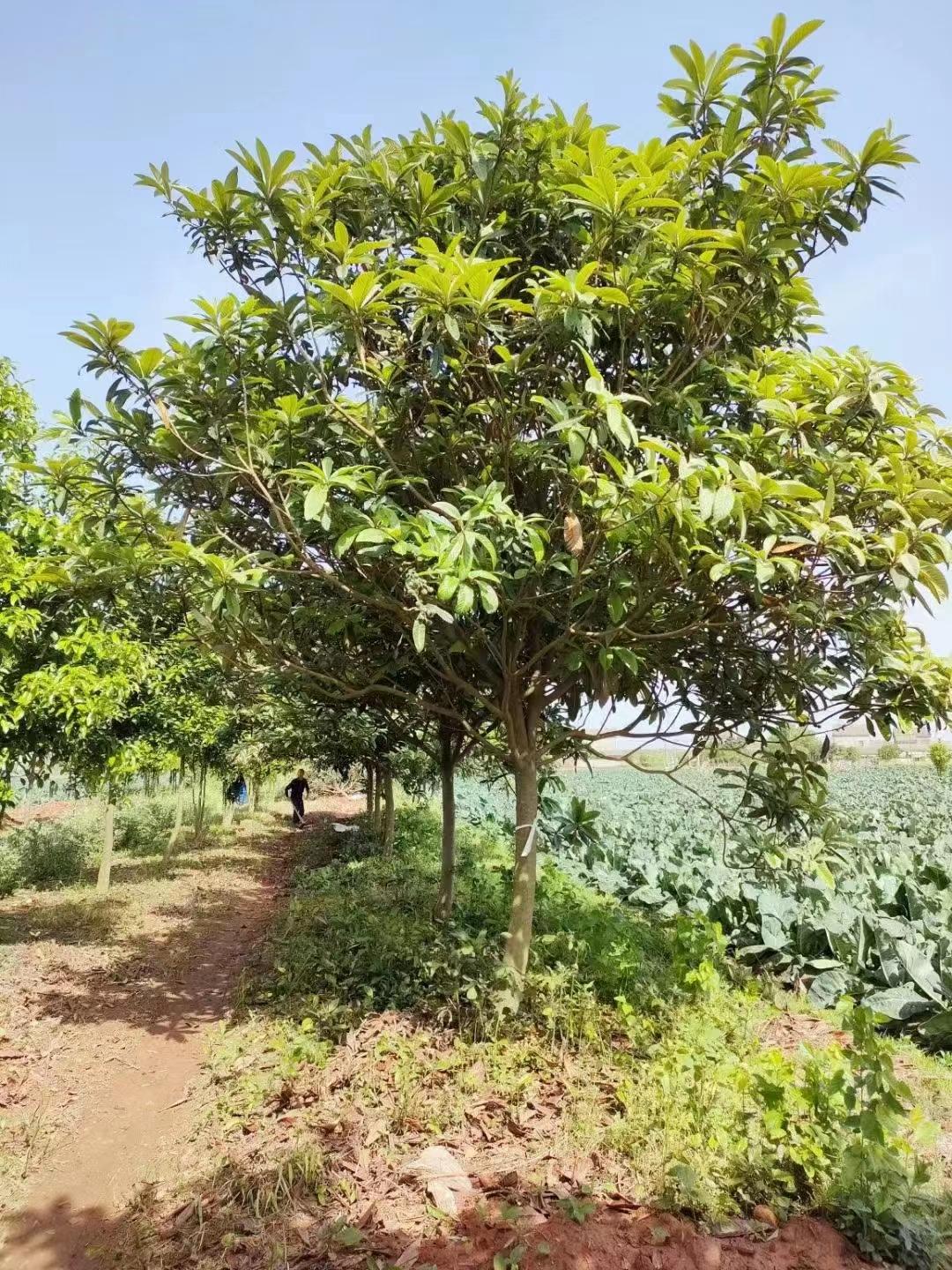 枇杷树苗种植_枇杷苗的种植_枇杷苗种植技术