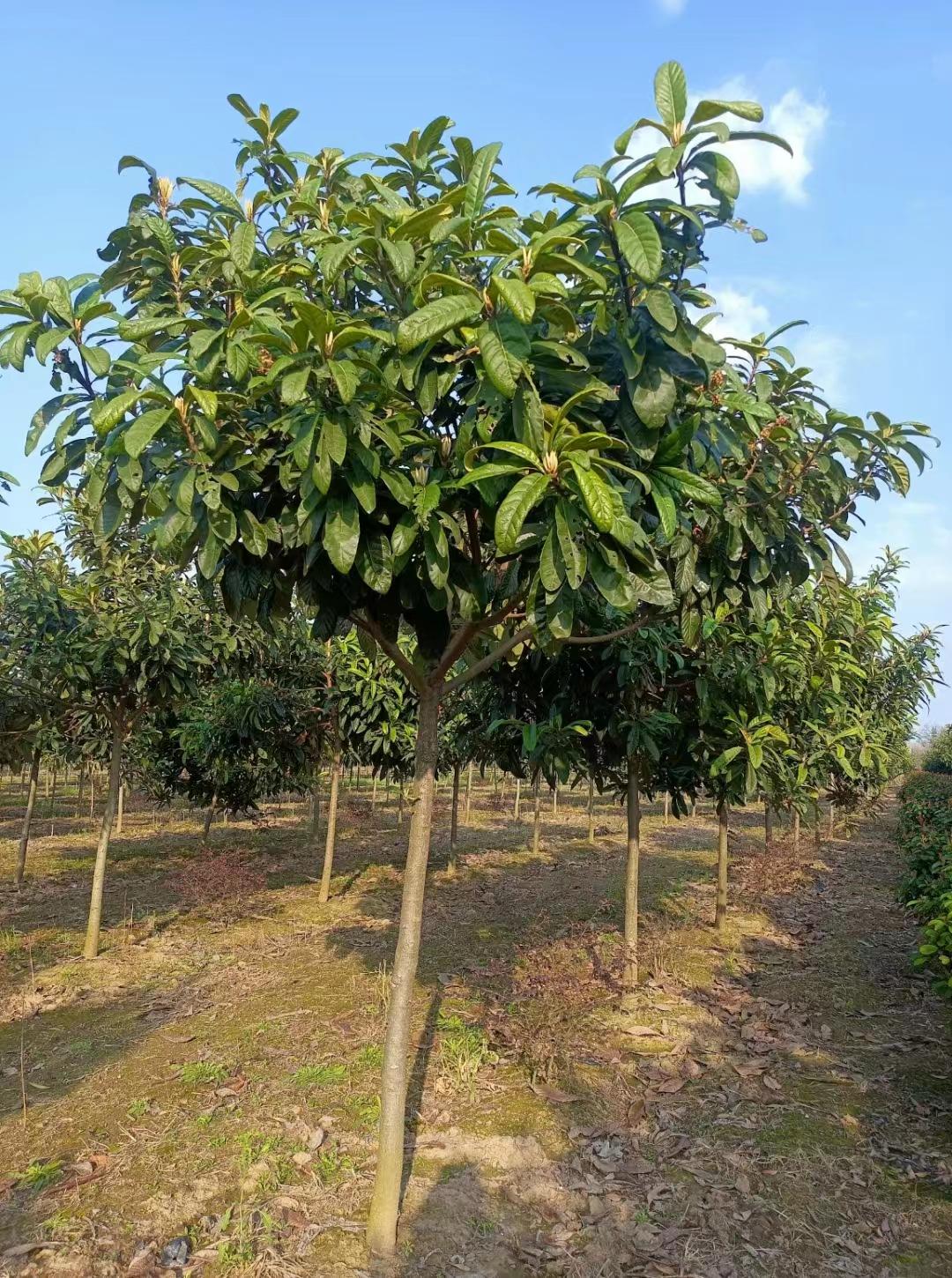 枇杷苗种植技术_枇杷树苗种植_枇杷苗的种植