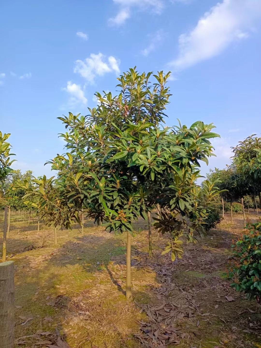 枇杷树苗种植_枇杷苗的种植_枇杷苗种植技术