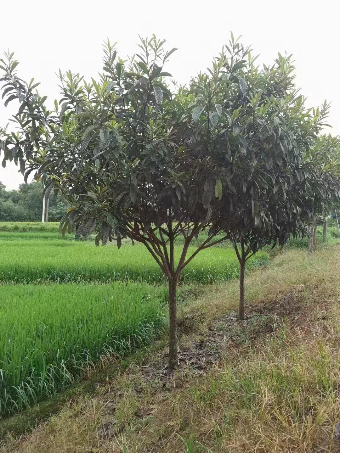 枇杷树苗种植_枇杷苗的种植_枇杷苗种植技术