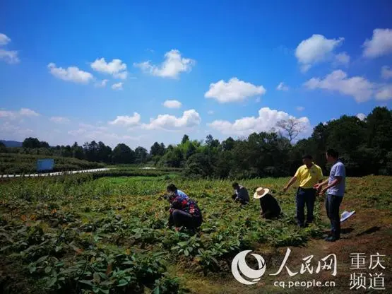 种植致富项目_致富种植项目介绍_致富种植项目名称