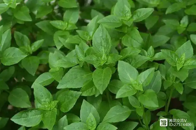 生菜种植效益_致富经种生菜视频_致富经种生菜