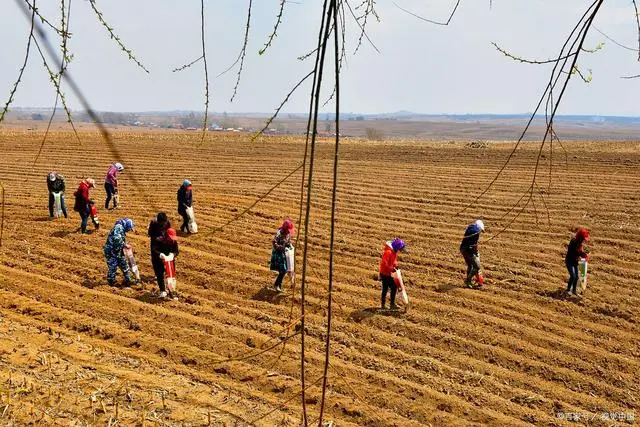 耕地上种植什么可以致富_耕种地上可以搞养殖吗_致富耕地种植上可以种什么菜