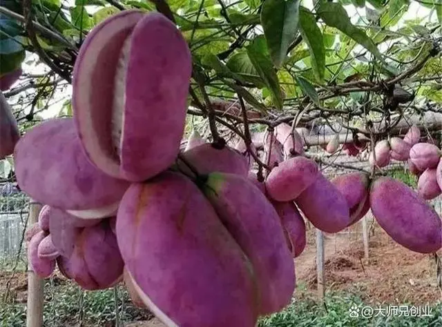 特种种植致富项目_致富特种种植_特种养殖致富