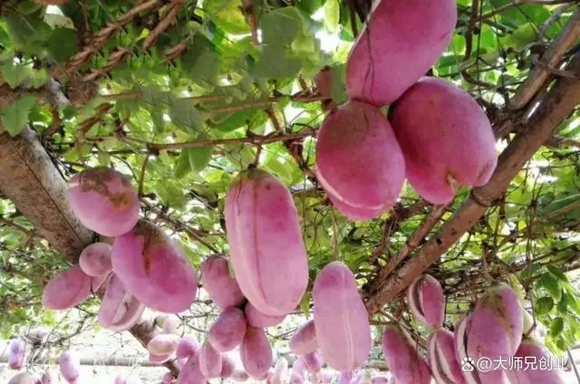 特种养殖致富_特种种植致富项目_致富特种种植