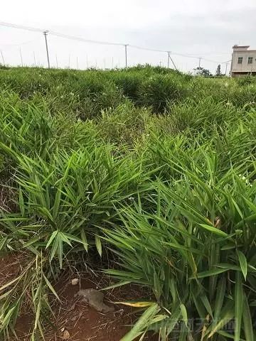 高良姜的种子叫什么_高良姜种植致富故事_高良姜最新种植面积