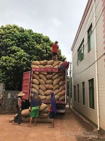 高良姜种植致富故事_高良姜的种子叫什么_高良姜最新种植面积