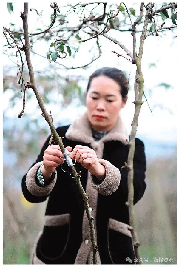 木兰芽树怎么种植_木兰芽树_种植木兰芽致富