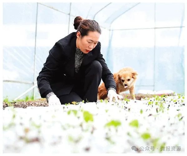 种植木兰芽致富_木兰芽树_木兰芽树怎么种植