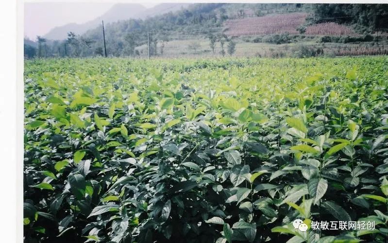 冷门致富项目大全_致富冷门种植项目名称_冷门种植致富项目