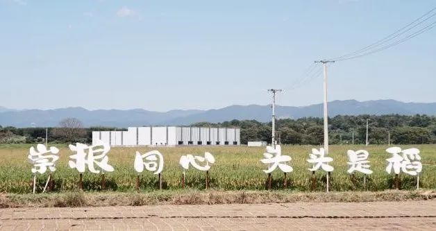 致富种植谷子怎么样_致富种植谷子图片_谷子种植致富