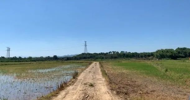 谷子种植致富_致富种植谷子怎么样_致富种植谷子图片