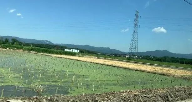 致富种植谷子怎么样_致富种植谷子图片_谷子种植致富