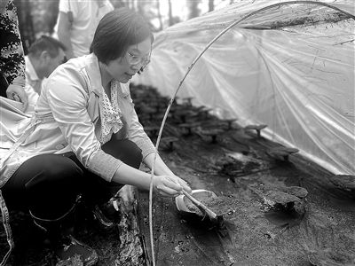 在重庆市涪陵区大顺镇灵芝林下种植示范基地，重庆市药物种植研究所灵芝研发团队研究人员雷美艳正在收集孢子粉。本报记者 雍黎摄