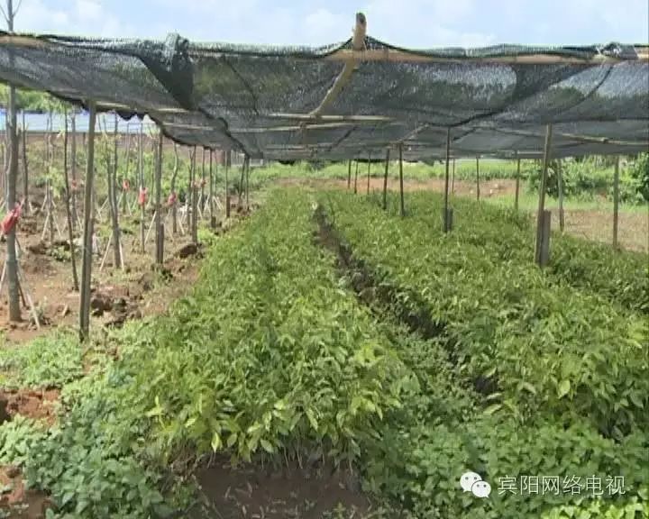 海南种植业前景_海南农业种植致富_海南种植农业基地