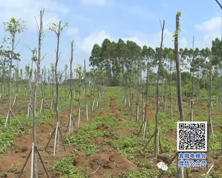 海南农业种植致富_海南种植业前景_海南种植农业基地