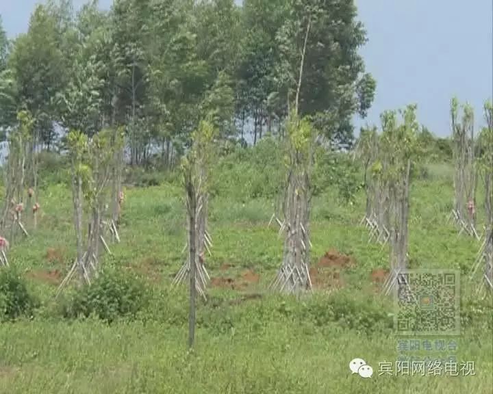 海南农业种植致富_海南种植农业基地_海南种植业前景