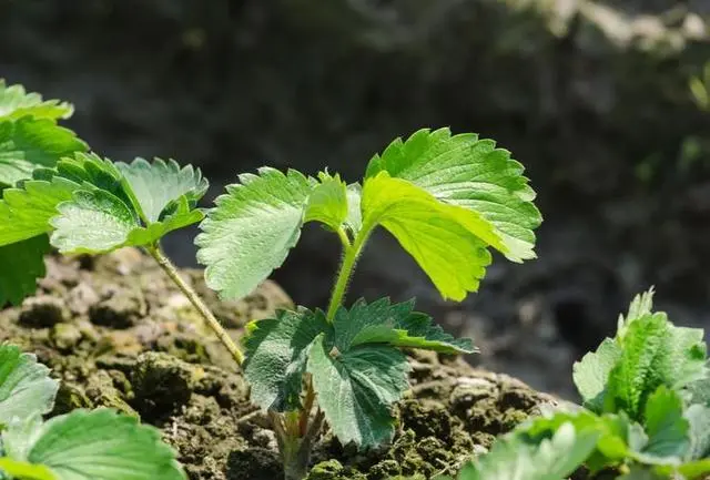 草莓花盆种植技术_花盆种植草莓方法_花盆种植草莓需要注意事项