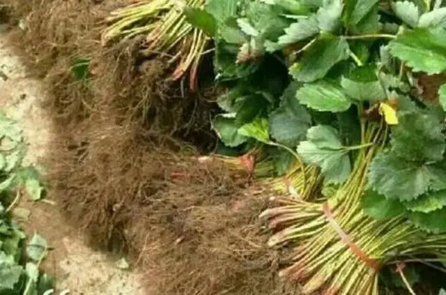 花盆种植草莓需要注意事项_花盆种植草莓方法_草莓花盆种植技术