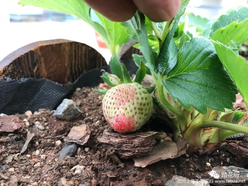 草莓花盆种植技术_花盆种植草莓技术要点_花盆种植草莓技术与管理