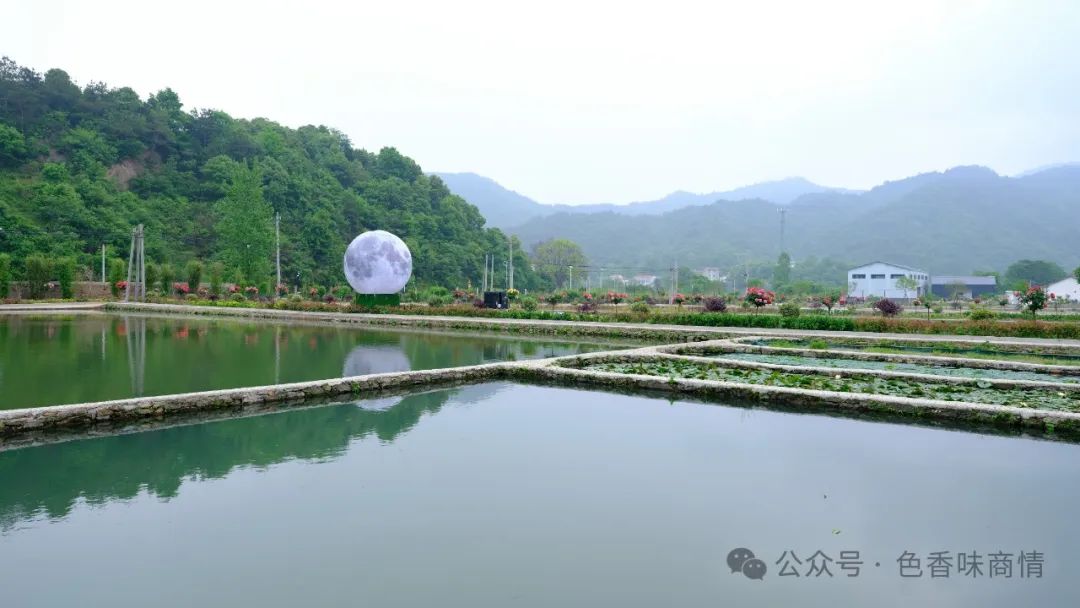 鳡鱼养殖技术_鳊鱼养殖技术_鮰鱼的养殖技术