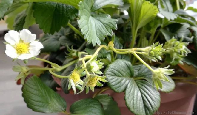 草莓花盆种植技术_花盆种植草莓技术要点_花盆种植草莓技术与管理