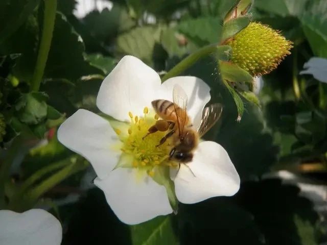 花盆种植草莓技术要点_花盆种植草莓技术与管理_草莓花盆种植技术