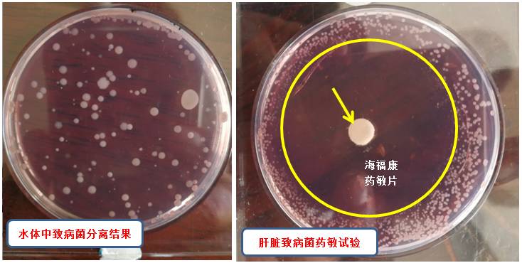 鲌鱼养殖技术_鮰鱼的养殖技术_鲮鱼养殖技术