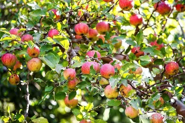 苹果种植管理技术_苹果种植与管理_种植苹果管理技术要求