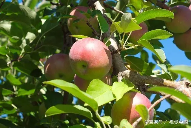 苹果种植与管理_苹果种植管理技术_种植苹果管理技术要求