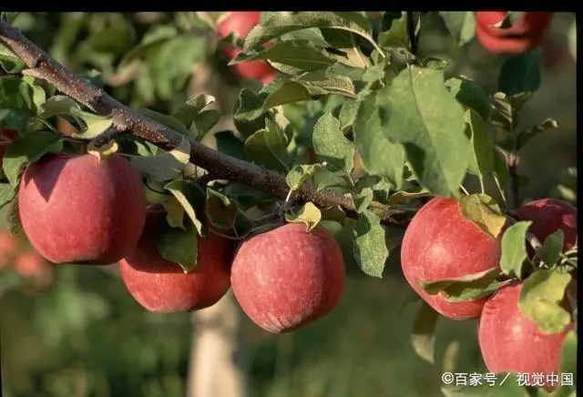 苹果种植与管理_种植苹果管理技术要求_苹果种植管理技术