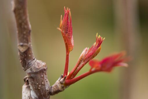 香椿种子价格大概多少钱一斤？2019年种植赚钱吗？