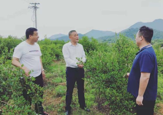 荒山种植致富方法_荒山种植什么来钱快_荒山种植什么前景好