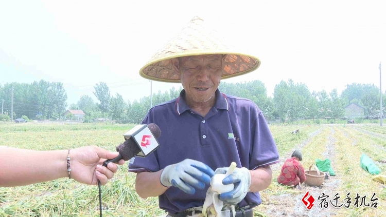 大蒜致富经_致富经种蒜黄_大蒜赚钱