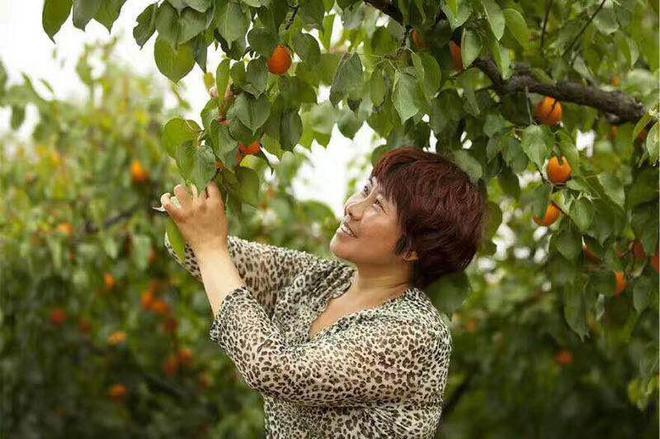 凤凰涅槃，下岗女工杨景舒带富6000户村民