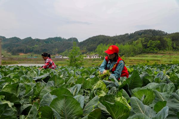 致富网农村项目养殖业_黔江最新养殖致富_致富经养殖业