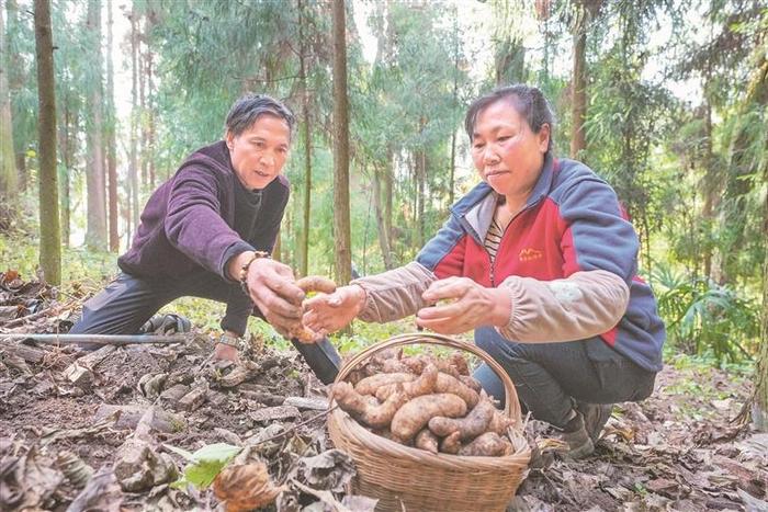 天麻种植新技术_天麻种植技术教材_种植天麻技术教程全集