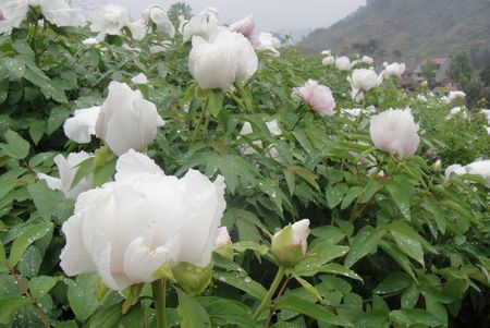 鲜白芍图片