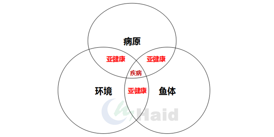 鲮鱼养殖技术_鲌鱼养殖技术_鮰鱼的养殖技术