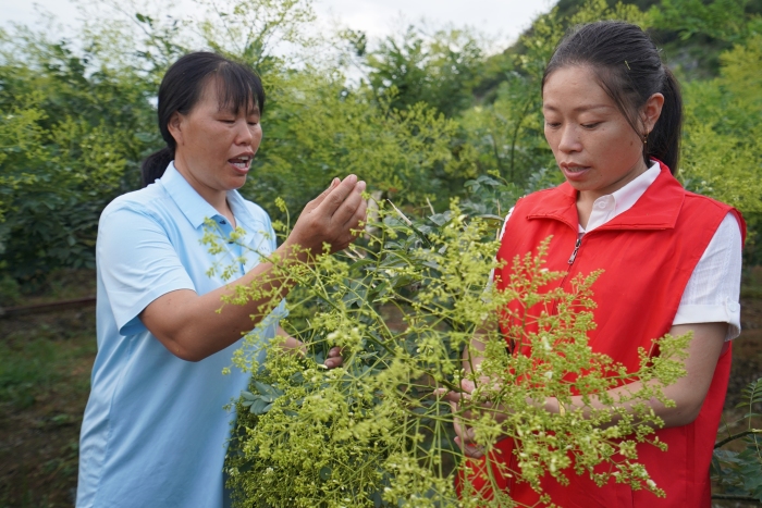 荒山种植致富方法_荒山种植视频_荒山种植什么前景好