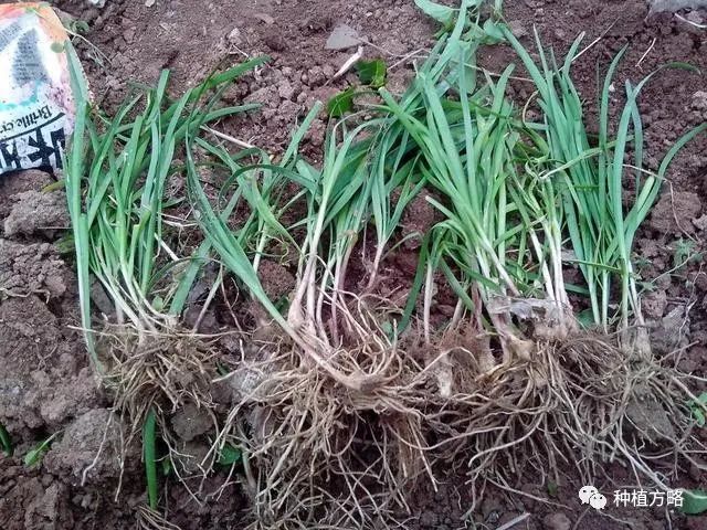 韭菜黄种植成本和利润_韭菜黄的种植技术_韭菜黄栽培技术