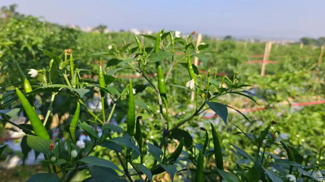 种地致富项目_荒地种植致富_荒地种植什么能赚钱