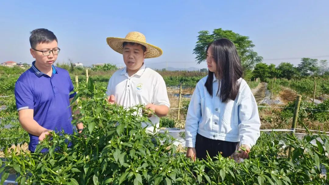 种地致富项目_荒地种植致富_荒地种植什么能赚钱