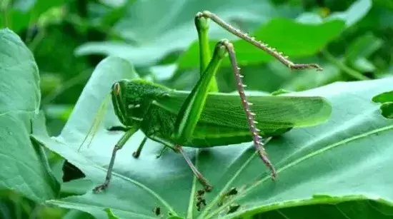 致富养殖害虫项目招标_养殖害虫致富项目_致富养殖害虫项目有哪些