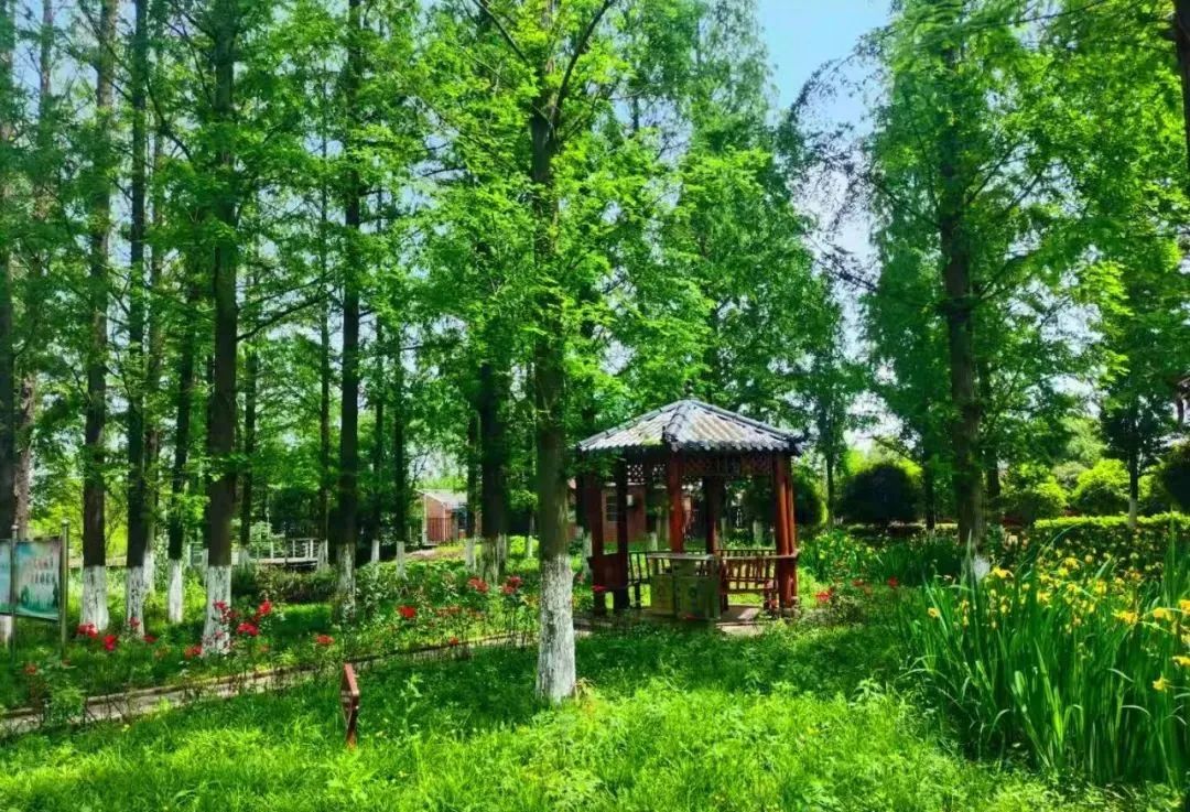 致富种植葡萄视频_致富经葡萄种植视频_葡萄种植致富