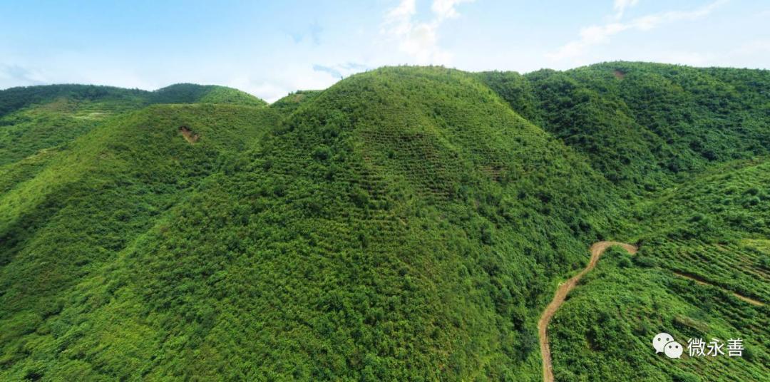 荒山种植什么赚钱_荒山种植致富方法_荒山种植什么来钱快